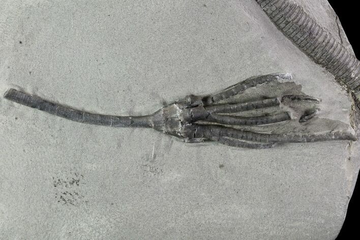 Crinoid (Histocrinus) Fossil - Crawfordsville, Indiana #94805